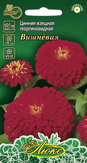 Цинния изящная георгиновидная Вишнёвая (серия ЛЮКС), ИНВЕНТ+: фото