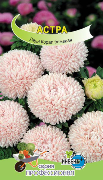 Астра Леди Корал бежевая, ИНВЕНТ+: фото