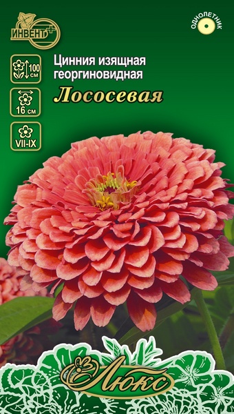 Цинния изящная георгиновидная Лососевая (серия ЛЮКС), ИНВЕНТ+: фото