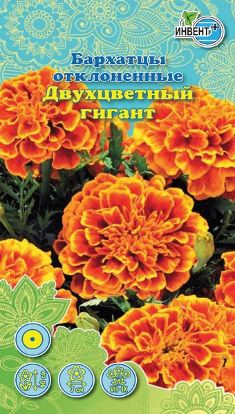 Бархатцы отклоненные Двухцветный Гигант, ИНВЕНТ+: фото