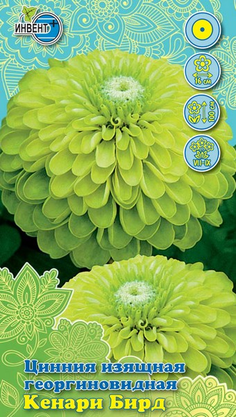 Цинния изящная георгиновидная Кенари Бирд, ИНВЕНТ+: фото
