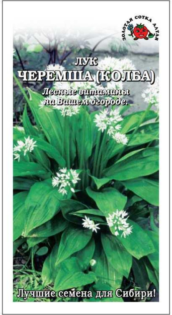 Семена лук Черемша (Колба), Золотая сотка: фото