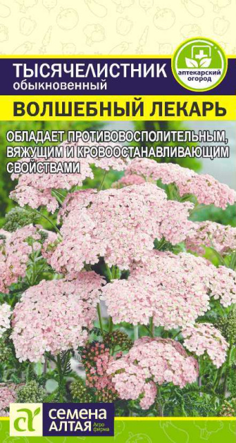 Семена тысячелистник Волшебный лекарь, Семена Алтая: фото