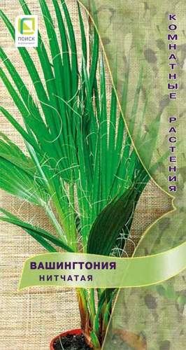 Семена вашингтония Нитчатая, Поиск: фото