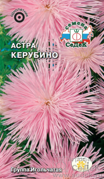 Семена астра Керубино, Седек: фото