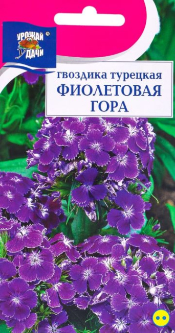 Семена гвоздика турецкая Фиолетовая Гора, Урожай удачи: фото