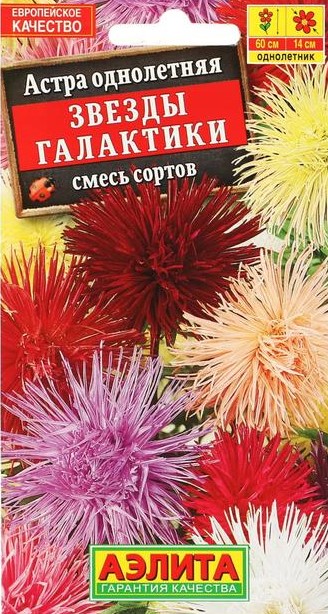 Семена астра Звезды Галактики, Аэлита: фото