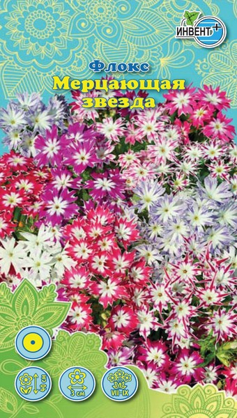 Флокс Мерцающая Звезда, ИНВЕНТ+: фото