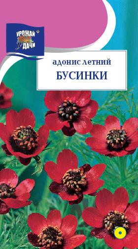 Семена адонис летний Бусинки, Урожай Удачи: фото