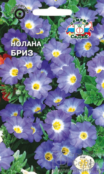 Семена нолана Бриз, Седек: фото