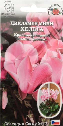 Семена цикламен мини Хельга, Золотая Сотка: фото