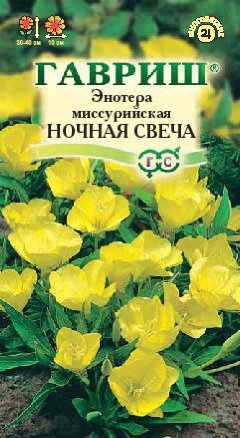 Семена энотера миссурийская Ночная свеча, Гавриш: фото