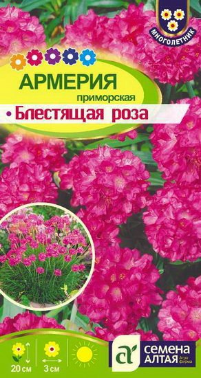 Семена армерия Блестящая роза, Семена Алтая: фото