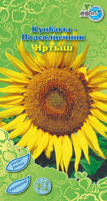 Подсолнечник Иртыш, ИНВЕНТ+: фото