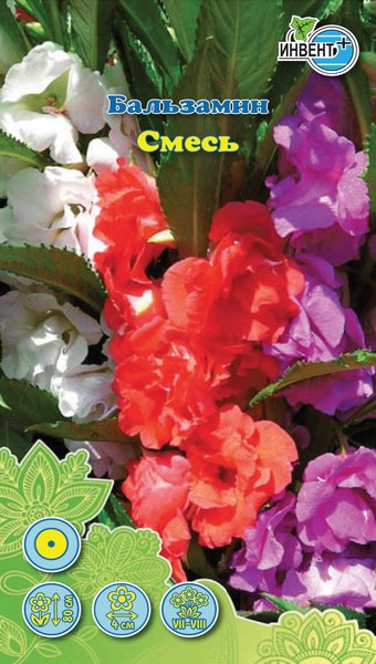 Бальзамин махровый Смесь, ИНВЕНТ+: фото