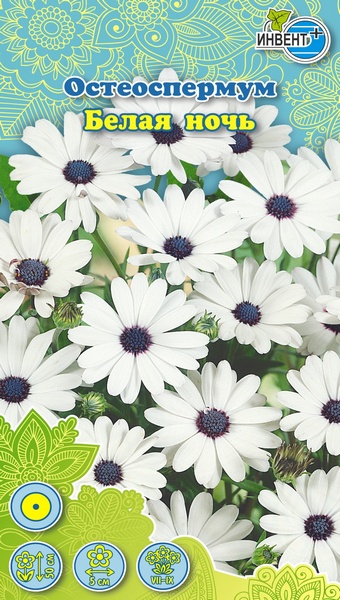 Остеоспермум Белая Ночь, ИНВЕНТ+: фото