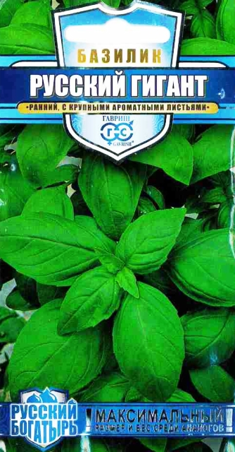 Семена базилик Русский Гигант зеленый, Гавриш: фото