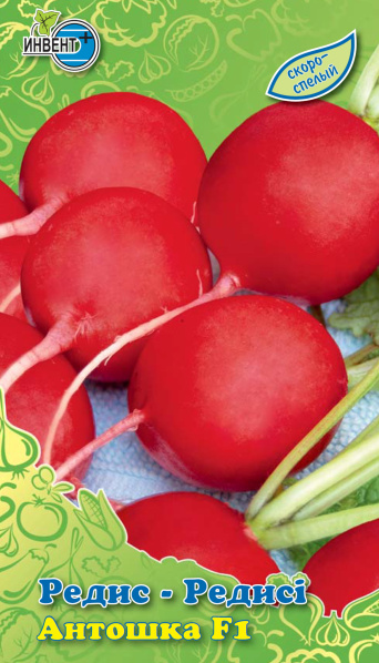 Редис Антошка F1, ИНВЕНТ+: фото