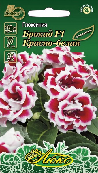 Глоксиния Брокад F1 красно-белая (серия ЛЮКС), ИНВЕНТ+: фото