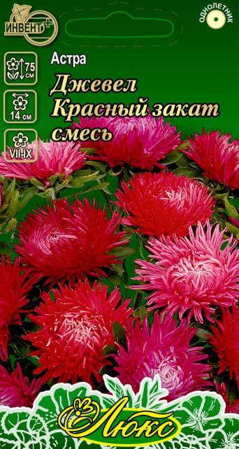 Астра Джевел Красный Закат смесь (серия ЛЮКС), ИНВЕНТ+: фото