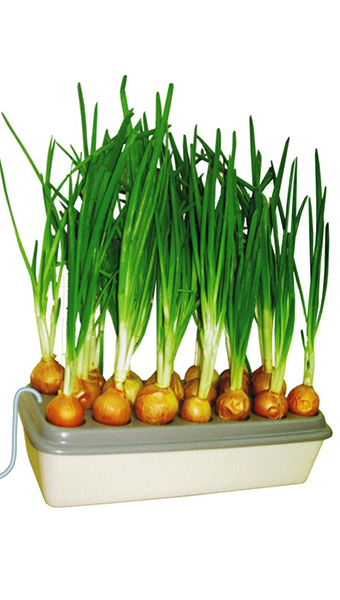 Домашняя гидропонная установка Луковое счастье, Здоровья Клад: фото