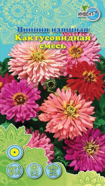 Цинния изящная Кактусовидная смесь, ИНВЕНТ+: фото
