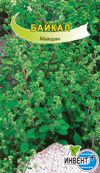 Майоран садовый Байкал, ИНВЕНТ+: фото