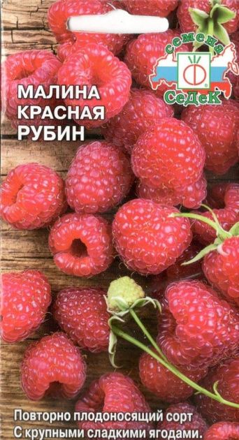 Малина красная Рубин, Седек: фото