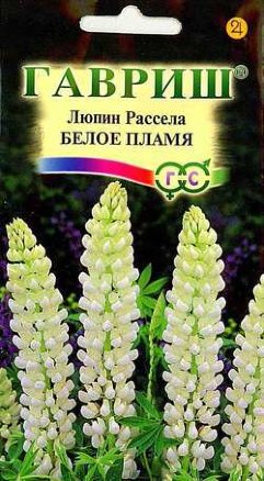 Семена люпин Белое пламя, Гавриш: фото