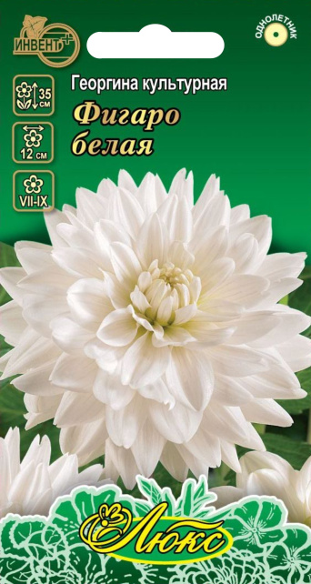 Георгина Фигаро белая (серия ЛЮКС), ИНВЕНТ+: фото