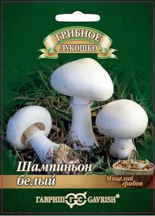 Мицелий грибов Шампиньон Белый, Гавриш: фото