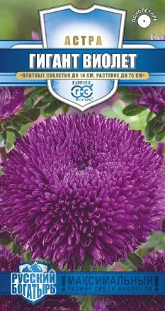 Семена астра Гигант виолет, Гавриш: фото