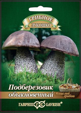 Мицелий грибов Подберезовик, Гавриш: фото