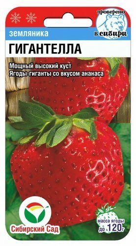 Семена земляника Гигантелла, Сиб Сад: фото