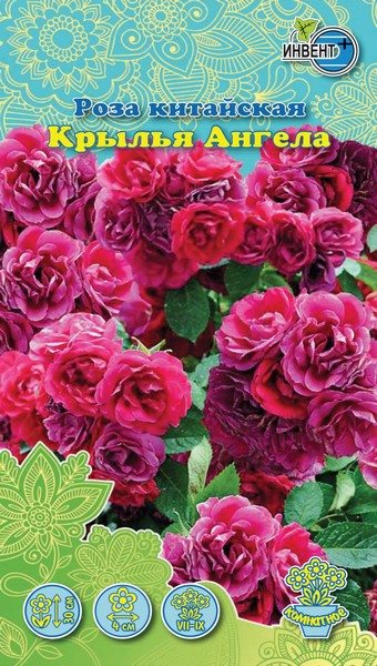 Роза китайская Крылья Ангела, ИНВЕНТ+: фото