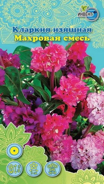 Кларкия изящная Махровая смесь, ИНВЕНТ+: фото