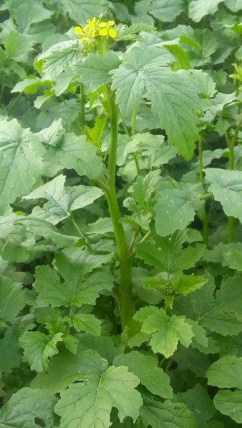 Горчица белая 0,5кг, ИНВЕНТ: фото