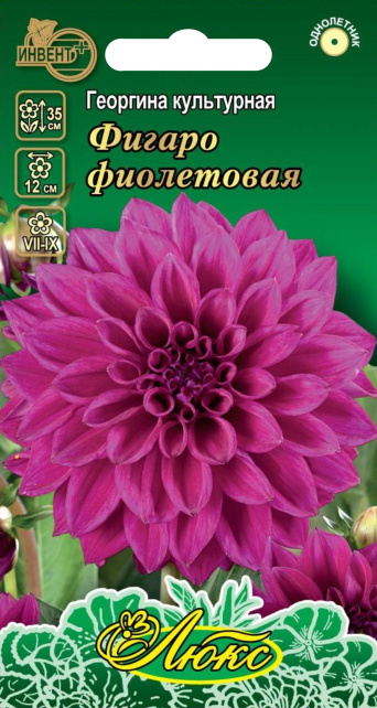 Георгина Фигаро фиолетовая (серия ЛЮКС), ИНВЕНТ+: фото