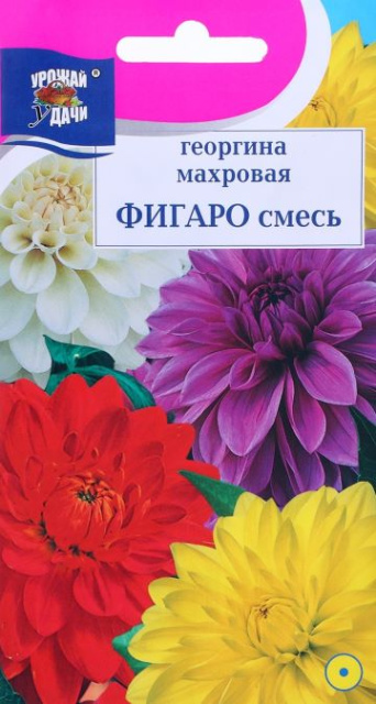 Семена георгина Фигаро, смесь, Урожай удачи: фото