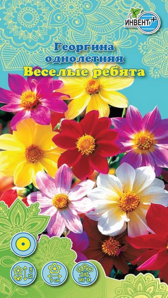Георгина однолетняя Веселые Ребята смесь, ИНВЕНТ+: фото