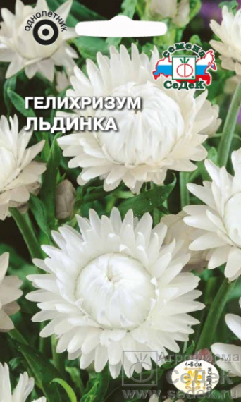 Семена гелихризум Льдинка, Седек: фото