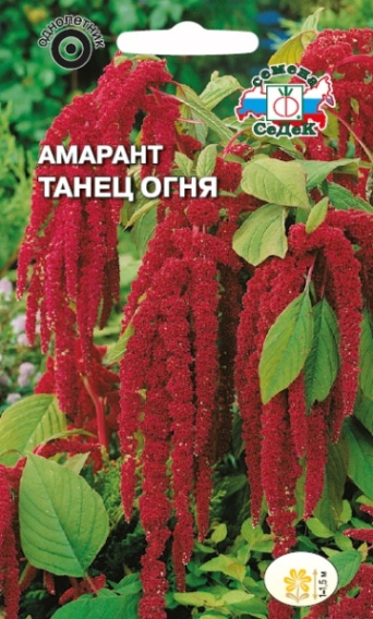 Семена амарант хвостатый Танец огня, Седек: фото