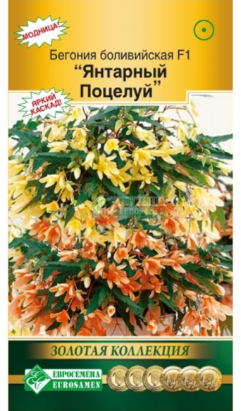 Семена бегония боливийская Янтарный Поцелуй F1, Евросемена: фото
