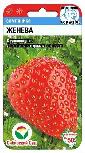 Семена земляника Женева, Сиб Сад: фото