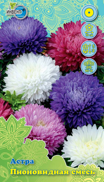 Астра Пионовидная смесь, ИНВЕНТ+: фото
