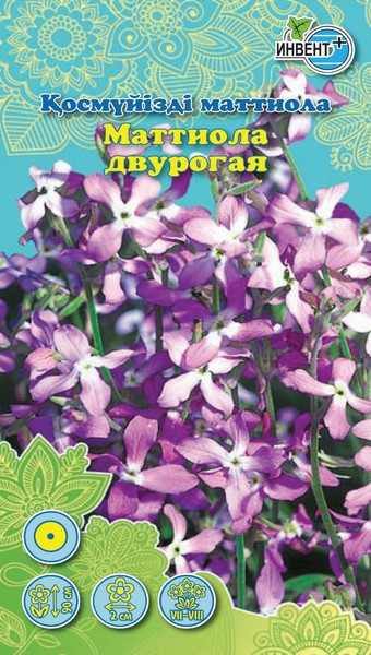 Маттиола двурогая, ИНВЕНТ+: фото