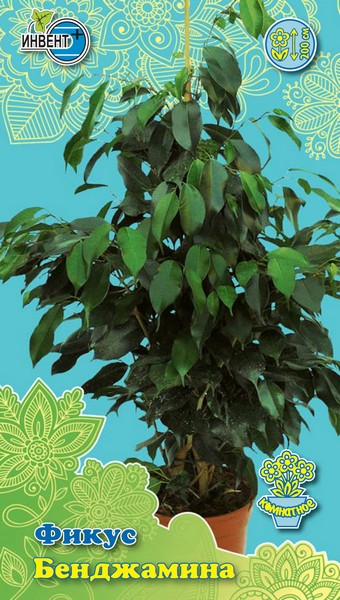 Фикус Бенджамина, ИНВЕНТ+: фото