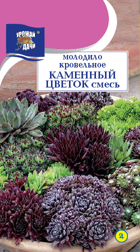 Семена молодило Каменный Цветок, Урожай Удачи: фото