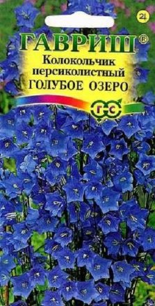 Семена колокольчик персиколистный Голубое озеро, Гавриш: фото