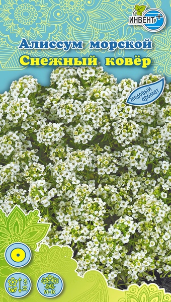 Алиссум Снежный Ковер, ИНВЕНТ+: фото